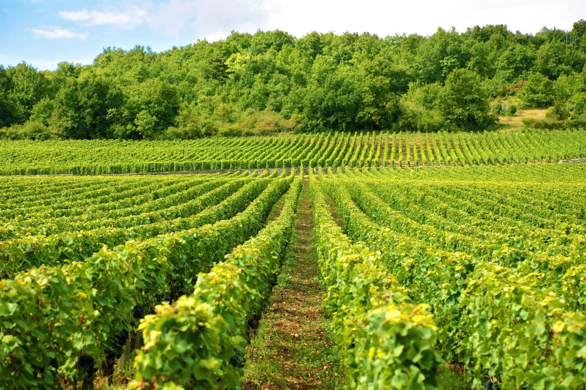 Vivre au milieu des vignes